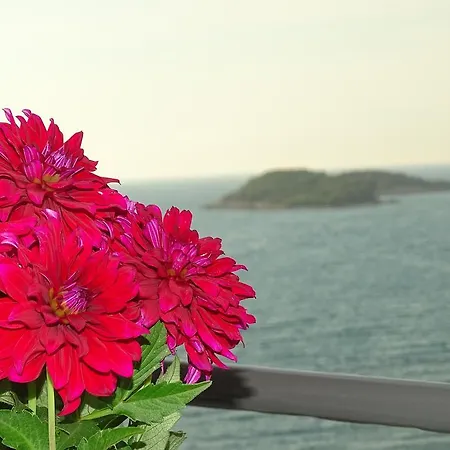 Meta Ksamil